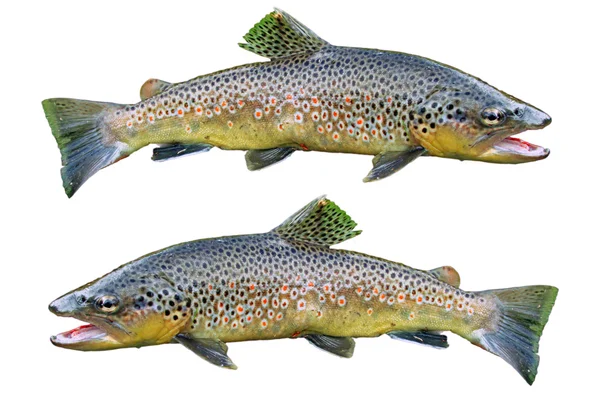 Common trouts — Stock Photo, Image