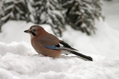 Eurasian Jay sitting in the snow clipart