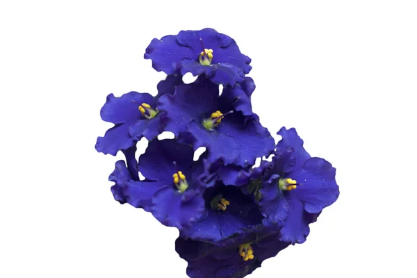 非洲紫罗兰 — 图库照片