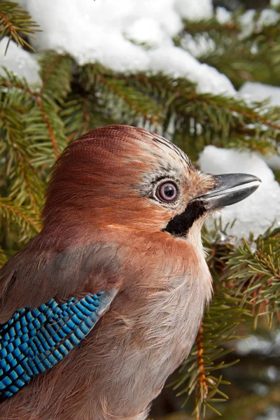 Eurasian Jay — Stock Photo, Image