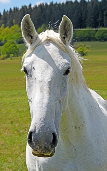 Retrato cercano de la cabeza de un caballo blanco — Foto de Stock