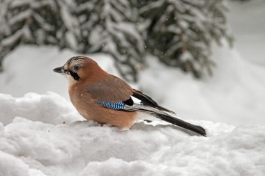 Eurasian Jay sitting in the snow clipart