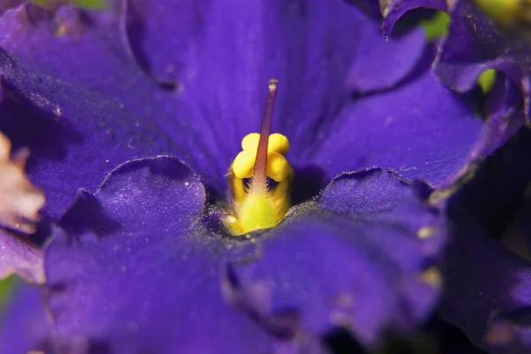 Close-up of the flower of Saintpaulia — Stock Photo, Image