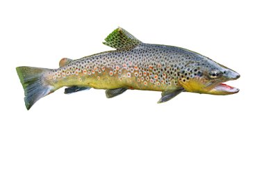 Common trouts clipart