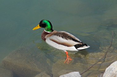 A swimming mallard clipart