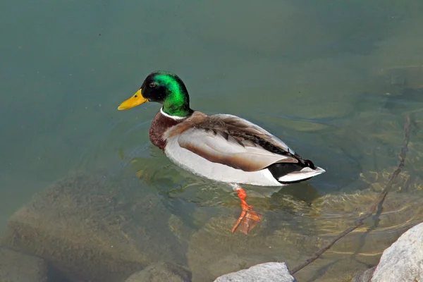 Yüzme yeşilbaş — Stok fotoğraf