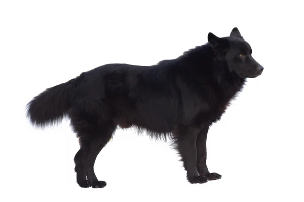 Zwarte hond — Stockfoto