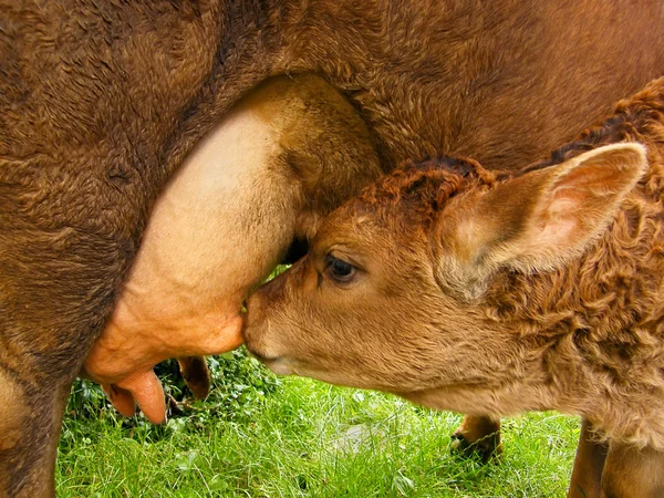 Kuh füttert Kalb — Stockfoto