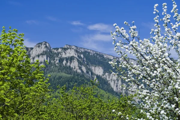 Frühlingszeit in den Bergen — Stockfoto