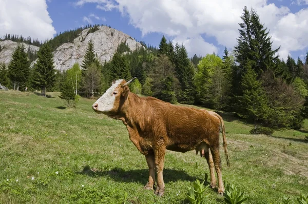 Cow on mountain — Stock Photo, Image