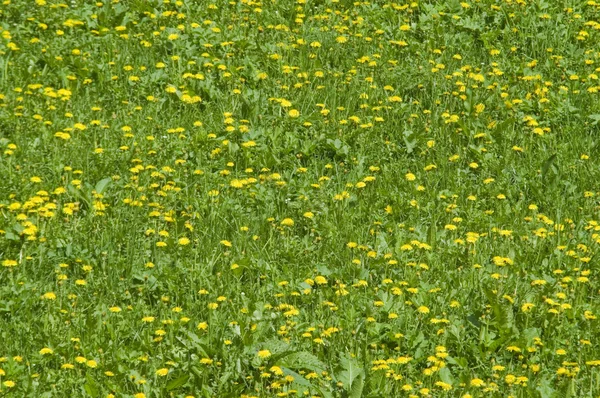 stock image Dandelion flowers