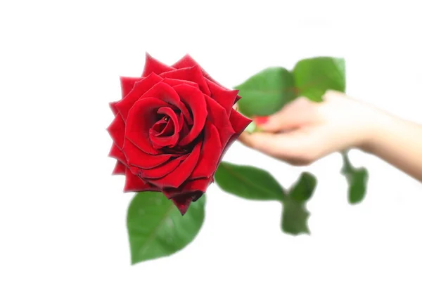 Rose in hand — Stock Photo, Image