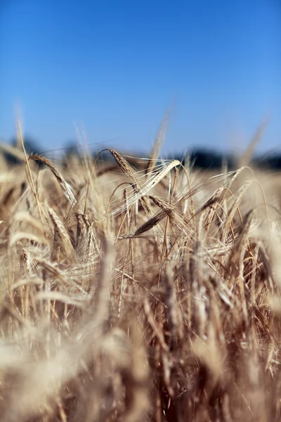 Um campo de trigo maduro durante — Fotografia de Stock