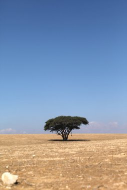 Çöldeki ağaç