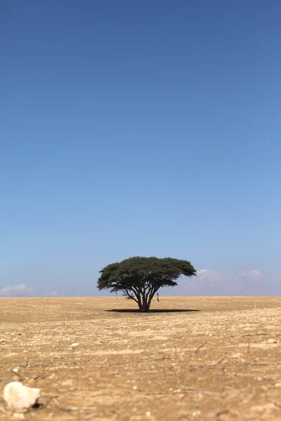 Árbol en el desierto — Foto de Stock