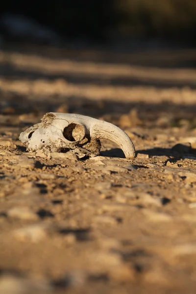 Cráneo de animal en la arena en el desierto — Foto de Stock