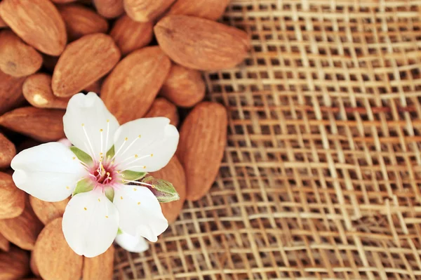 stock image Almond blossom