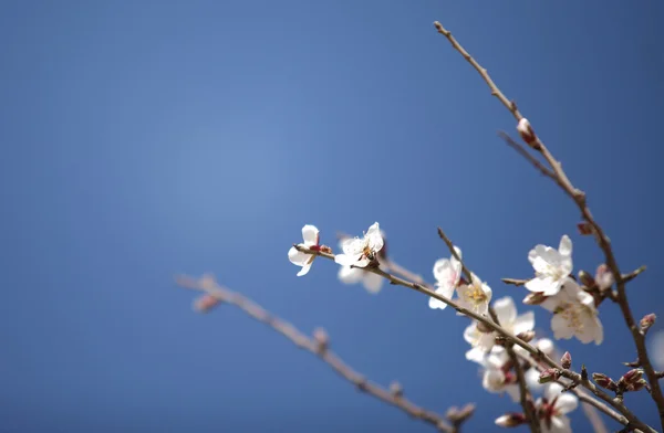 Цветущий миндаль — стоковое фото
