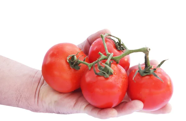 La mano del hombre sosteniendo los tomates — Foto de Stock