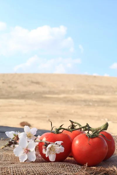 Biologische tomaten gegroeid — Stockfoto
