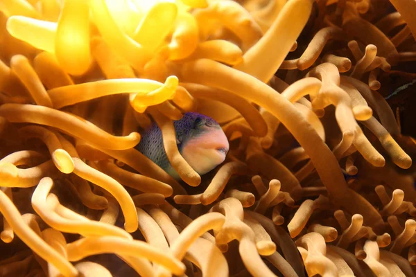 Рыба в кораллах — стоковое фото