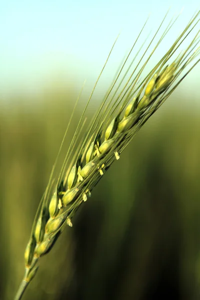 Espiga verde de trigo — Fotografia de Stock