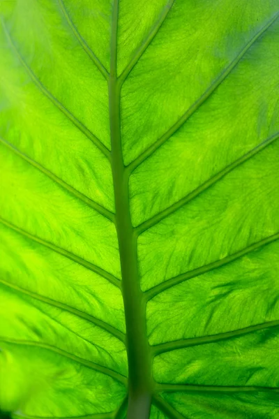 Πράσινο φύλλο μακροεντολών — Φωτογραφία Αρχείου