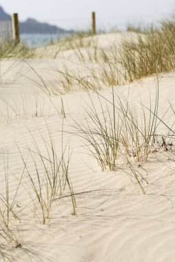 Beach Sand Dune, Cornwall, UK. clipart