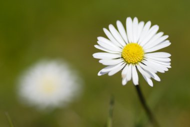 daisy In-situ makro fotoğraf