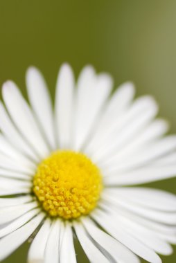 daisy In-situ makro fotoğraf