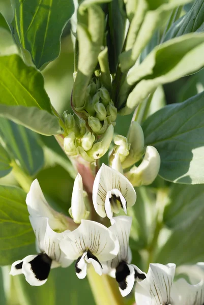 Broadbean Flowers, Macro. — Stock Photo, Image
