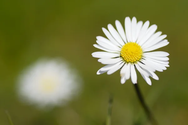 stock image Macro Photo of Daisy In-Situ