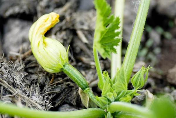 Growing Courgettes on Allotment. — Stock Photo, Image