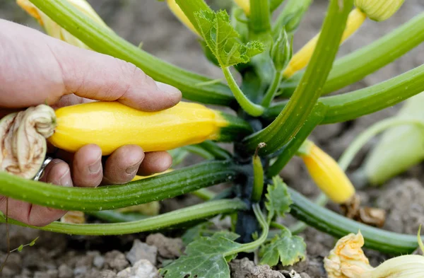 stock image Picking Yellow Courgette on an Allotment.