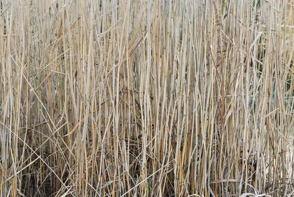 Compoziția strâmtă a iazului Reeds . — Fotografie, imagine de stoc