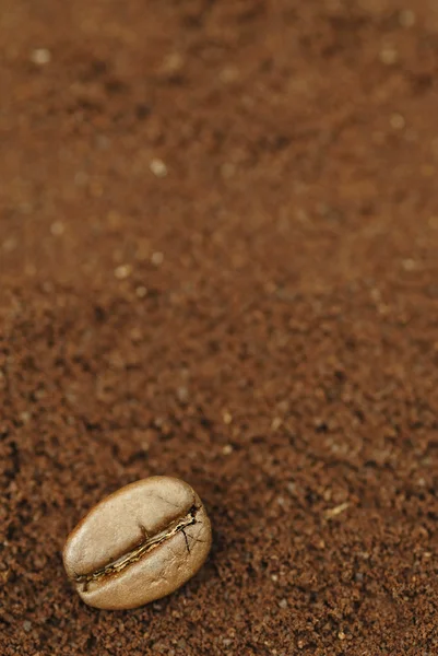 One Arabica Coffee Bean on Ground Coffee — Stock Photo, Image