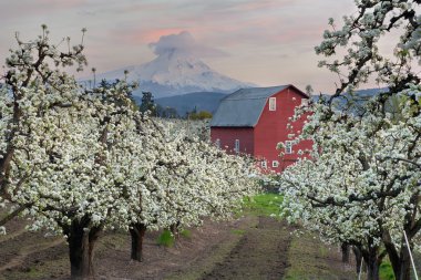 Red Barn in Pear Orchard at Hood River clipart