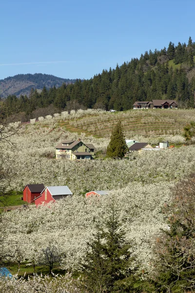 Pear Orchard in Hood River Oregon — Stock Photo, Image