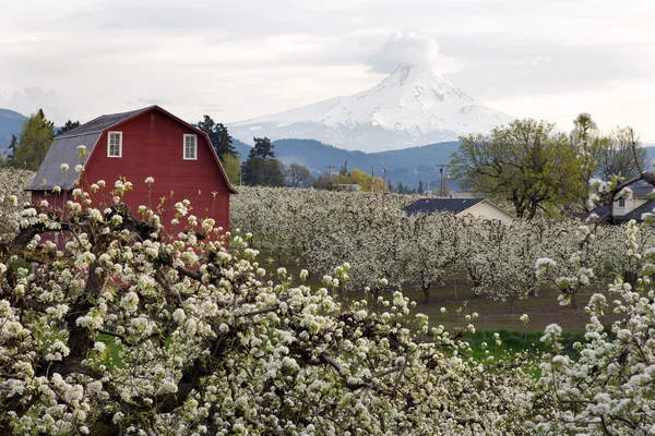 Red Barn in Hood River Pear Orchard — Stock Photo, Image