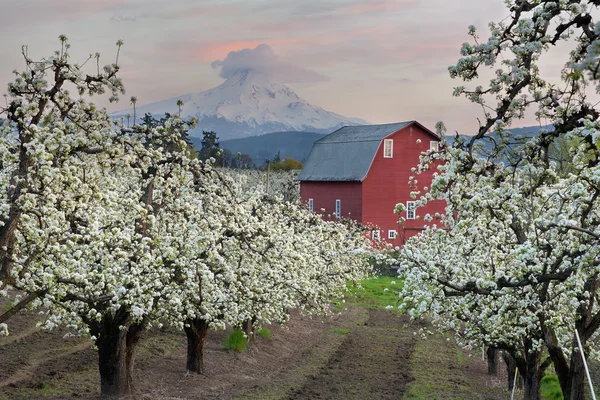 Fienile Rosso a Pear Orchard a Hood River — Foto Stock