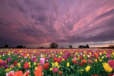 Sunset Over Tulip Field clipart