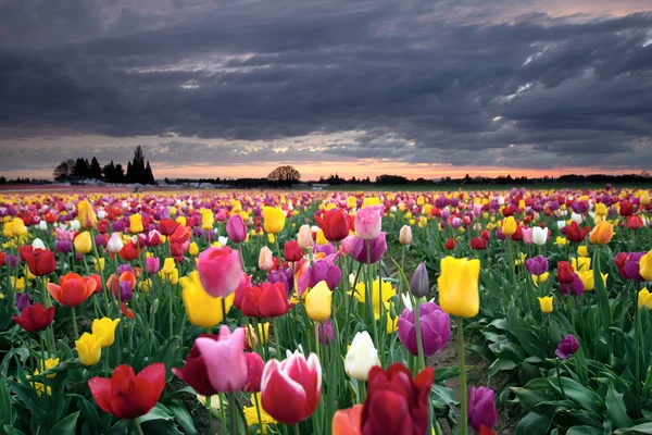 Закат над разноцветными тюльпанами — стоковое фото