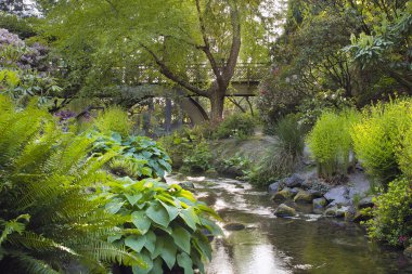 Stream Under the Wooden Bridge clipart