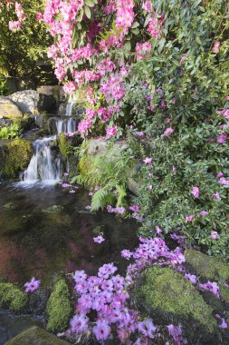 Rhododendron Flowers by Waterfall clipart