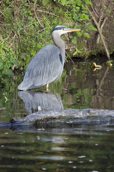 stock image Great Blue Heron Standing in Water