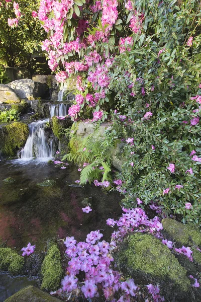Rhododendron Flowers by Waterfall — Stock Photo, Image