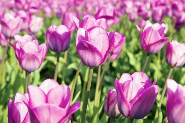 Gebied van roze tulp bloemen — Stockfoto