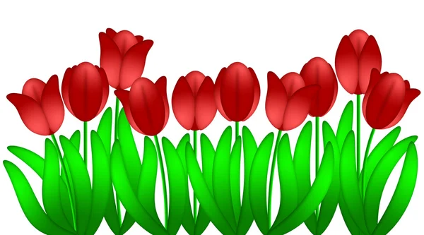 Rij van rode tulpen bloemen geïsoleerd op witte achtergrond — Stockfoto