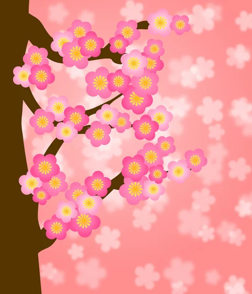 Arbre à fleurs de cerisier au printemps — Photo
