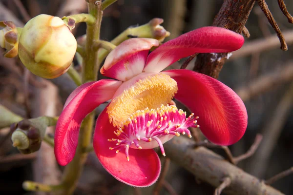 Гарматне ядро дерево квітка розквіту — стокове фото